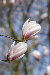 Magnolienblüten auf  Baumzweigen