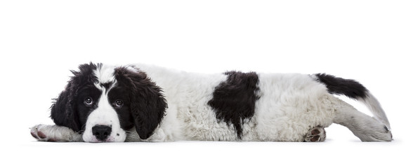 Sweet black and white Landseer pup / dog laying down side ways with head on paws isolated on white...