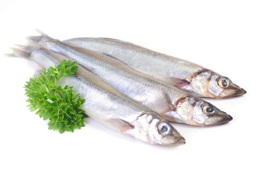 Fish capelin