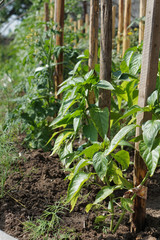 green leaves ofpepper on bed.