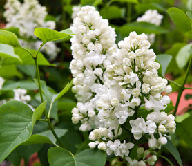 A branch of a flowering flowers white lilac