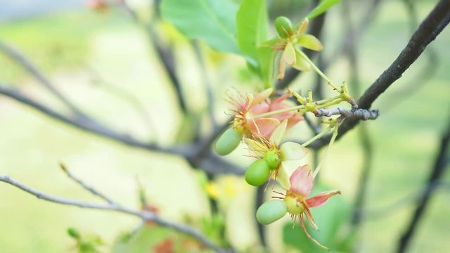 Ochna integerrima (Lour.) Merr.