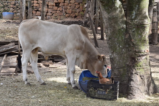 Vaca comendo ração em curral
