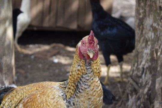 Galinha olhando fixamente 