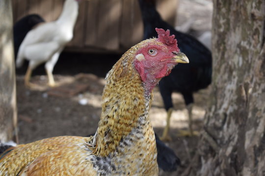 Galinha com penas amarelas e brancas olhando fixamente 