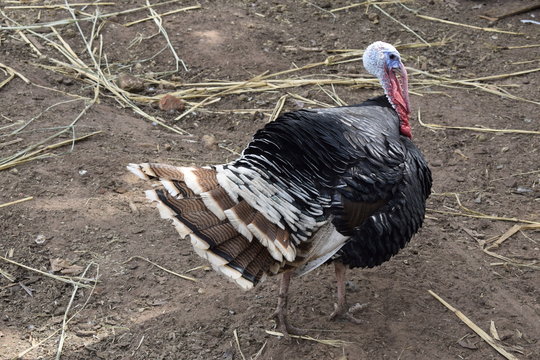 Peru andando em quintal de terra. Peru preto, branco e marrom.