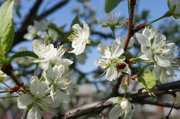 SONY DSC