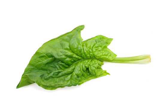 Fresh spinach leaf