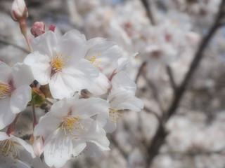 淡い桜　春　晴天