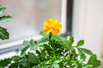 Young marigolds growing on the windowsill in the house.