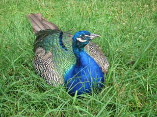peacock in a park