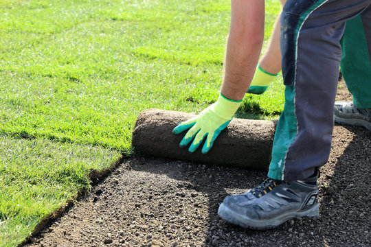 Rollrasen wird verlegt (Laying rolled turf)