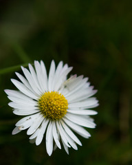 Obraz premium Paquerette / Daisy