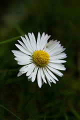 Fototapeta premium Paquerette / Daisy