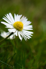 Obraz premium Daisy / Paquerette