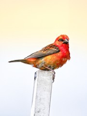 Red Fody Cardinal bird in urban setting