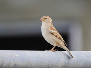 Sparrow in urban setting