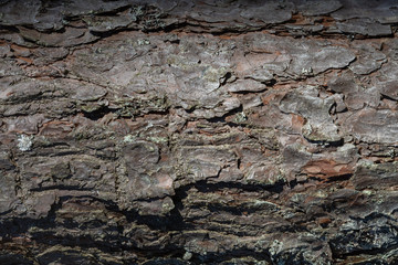 Tree bark texture background