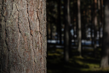 Lone Pine in Forest close-up