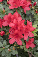 Bright, red azaleas flowers among the green leaves