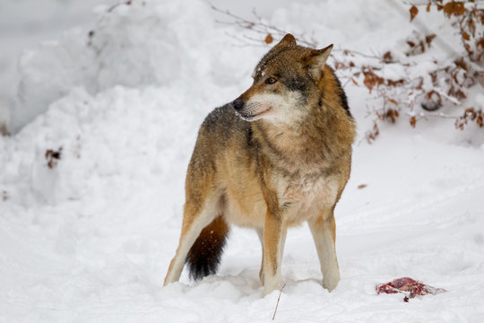 Wolf (Canis lupus) im Winter im Tier-Freigel&auml;nde im Nationalpark Bayrischer Wald, Deutschland.