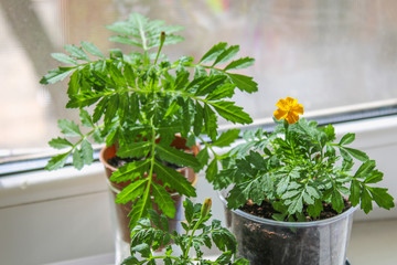 Young marigolds growing on the windowsill in the house.