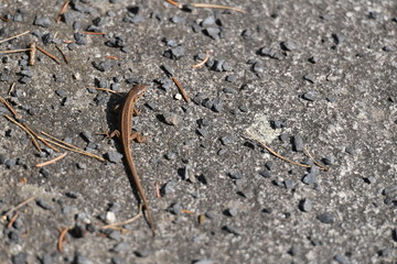 A lizard takes a sunbath 