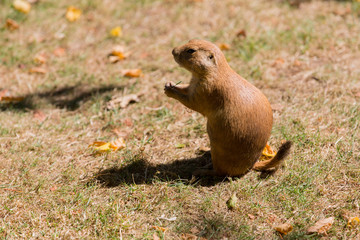 Prairie Dog