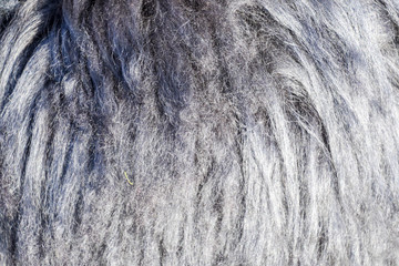 Background of sheep wool on a hat. Mouton sheep's wool.