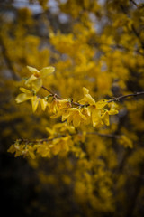 forsythia