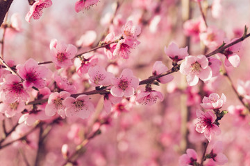 spring tree with pink flowers