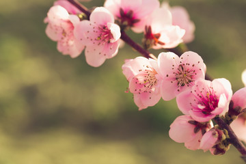 Fototapeta na wymiar spring tree with pink flowers