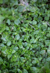 Small green leaves with dew outside. Emerald green plants in the forest. Ecological and natural outdoors vertical photo.