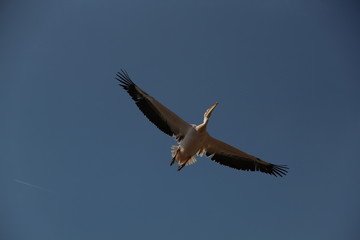 Fototapeta na wymiar Oiseau Pélican en vol