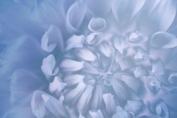 Floral  blue-turquoise-white background. Background of a dahlia flower close-up. Macro. Nature.
