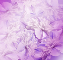 Floral  pink-violet background. Bouquet of flowers of peonies. Pink-white petals of the peony flower. Close-up. Nature.
