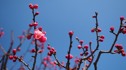 青空と梅
