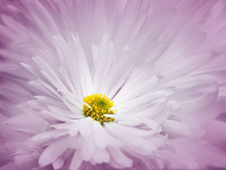Bloemen roze-witte mooie achtergrond. Een bloem van een witte chrysant tegen een achtergrond van lichtblauwe bloemblaadjes. Detailopname. Natuur.