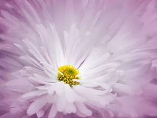 Keuken foto achterwand Paars Bloemen roze-witte mooie achtergrond. Een bloem van een witte chrysant tegen een achtergrond van lichtblauwe bloemblaadjes. Detailopname. Natuur.