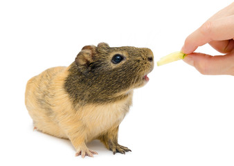 brown cavy, Guinea pig