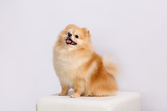 The orange Spitz puppy on a white background.