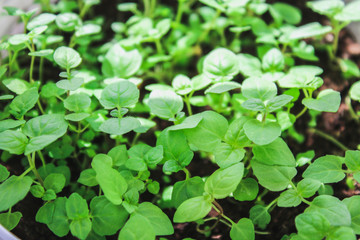 Fresh mint leafs, Mint herbs, Kitchen Mint, mint background.