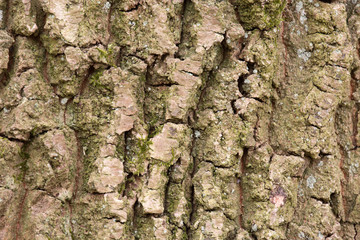 bark tree