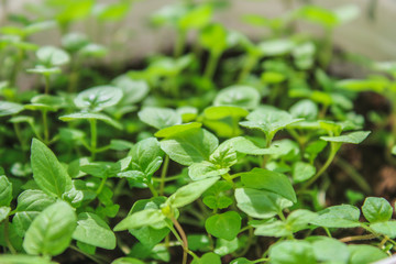 Fototapeta na wymiar Fresh mint leafs, Mint herbs, Kitchen Mint, mint background.