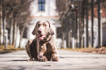 weimaraner dog in the city.