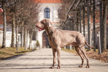 weimaraner dog in the city.