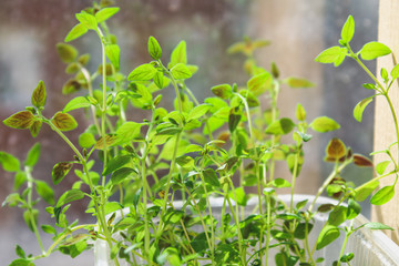 Plant thyme growing in a pot on the window in the apartment.