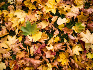 Colorful Autumn leaves