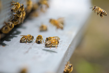 colony of bees on the platform