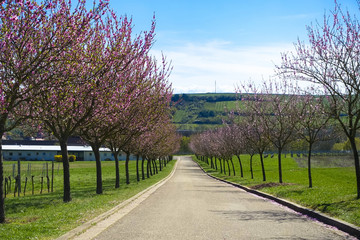 Fototapeta na wymiar wonderful pink almond and cherry blossom trees in spring in Palatinate, Germany, an avenue of flowers at the southern wine route
